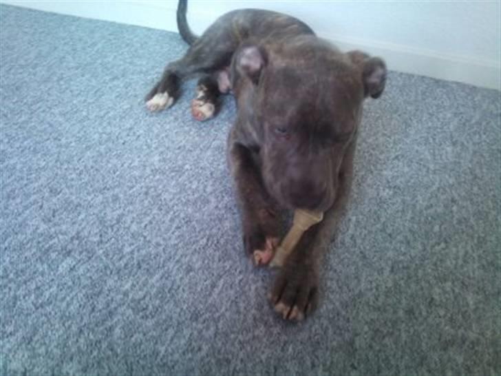 Amerikansk staffordshire terrier ~ Choppy ~ - choppy 6 måneder  billede 5