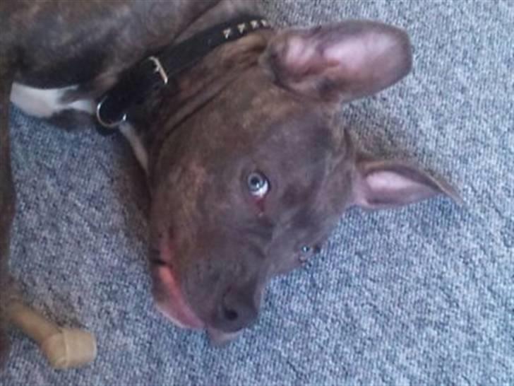 Amerikansk staffordshire terrier ~ Choppy ~ - choppy 5 måneder  billede 6