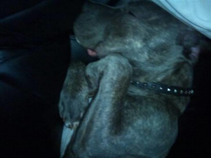 Amerikansk staffordshire terrier ~ Choppy ~ - choppy 7 måneder  billede 7