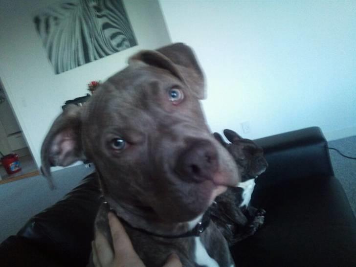 Amerikansk staffordshire terrier ~ Choppy ~ - choppy 6 måneder  billede 8