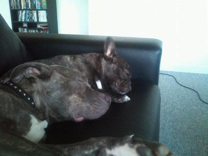 Amerikansk staffordshire terrier ~ Choppy ~ - choppy 5 måneder  billede 9