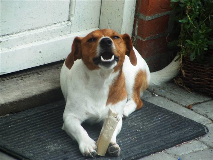 Jack russell terrier Laurits (lille lau) billede 1