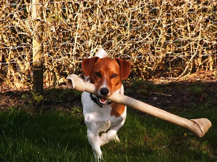 Jack russell terrier Laurits (lille lau) billede 2