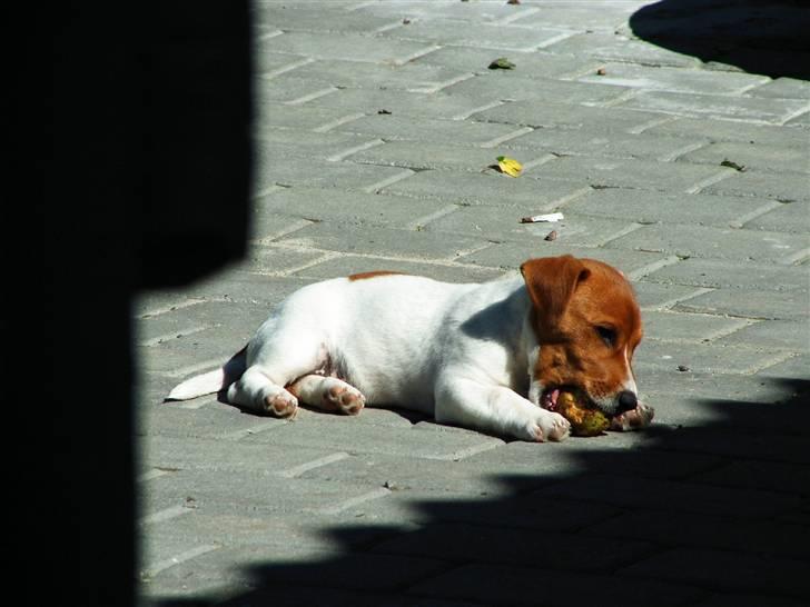 Jack russell terrier Laurits (lille lau) billede 3