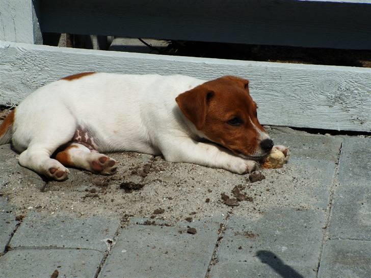 Jack russell terrier Laurits (lille lau) billede 4