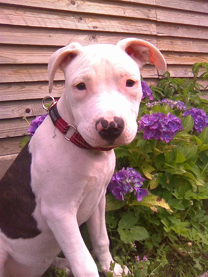 Amerikansk staffordshire terrier Tasja (tulle) - Hun er en rigtig putte-trold..  billede 1