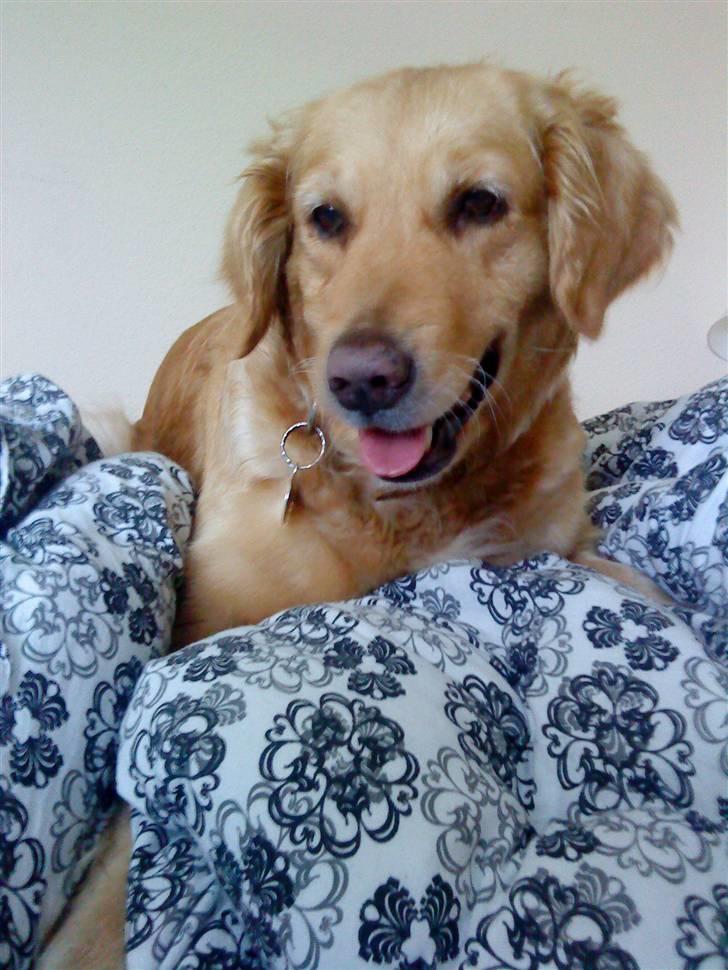 Golden retriever Chilli - Miin dejlig hund Chili. Mit ynglings billede<33 billede 8