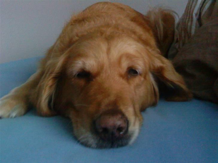 Golden retriever Chilli - Chili der sover billede 9