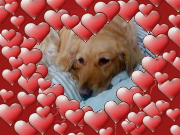 Golden retriever Chilli - My little baby<3 billede 10