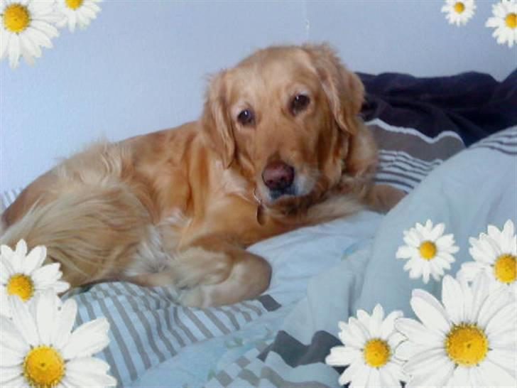 Golden retriever Chilli - Chili med blomster haha xD billede 11