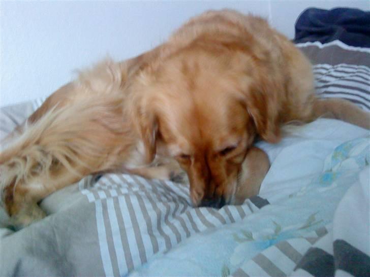 Golden retriever Chilli - Chili der klør sig..xD billede 12