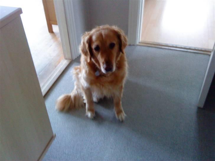 Golden retriever Chilli - Chili <3 billede 13