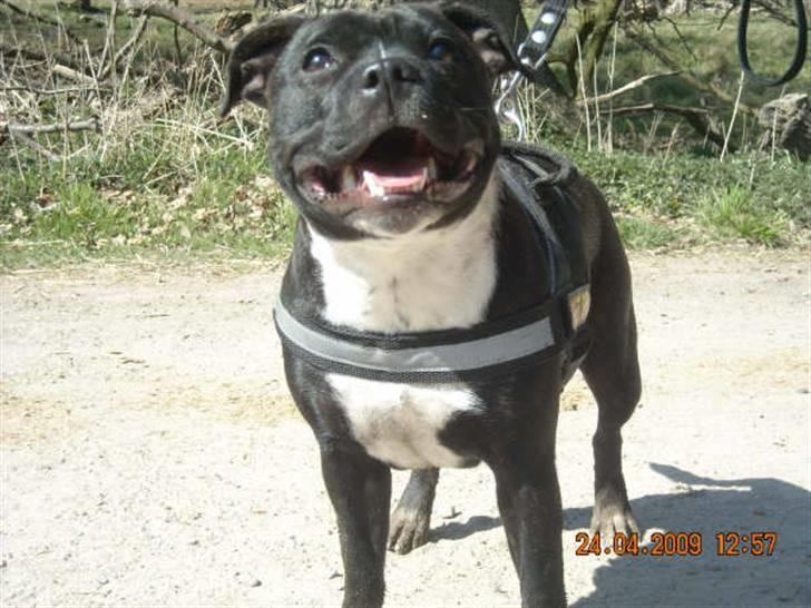 Staffordshire bull terrier Olivia billede 15
