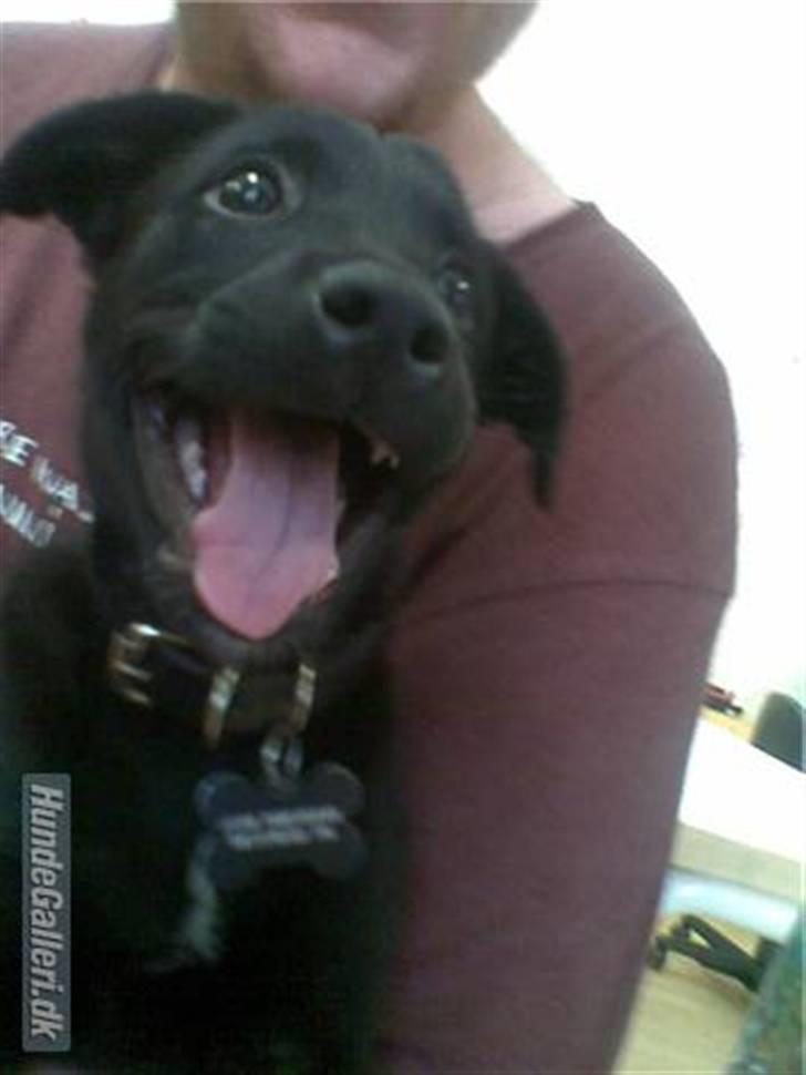 Blanding af racer Ozzy - 10 uger gammel billede 1