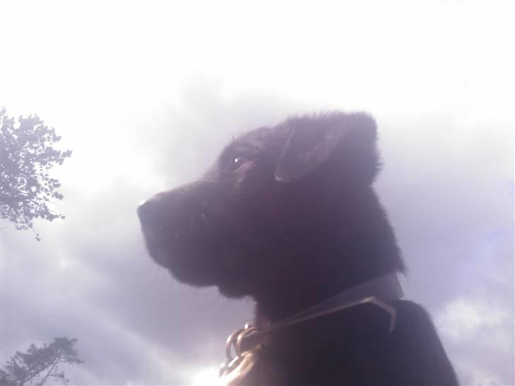 Blanding af racer Ozzy - 8 uger gammel billede 2