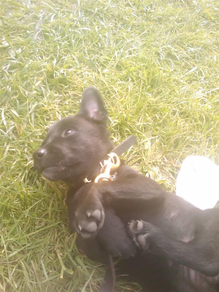 Blanding af racer Ozzy - 8 uger gammel billede 3