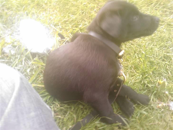 Blanding af racer Ozzy - 8 uger gammel billede 4