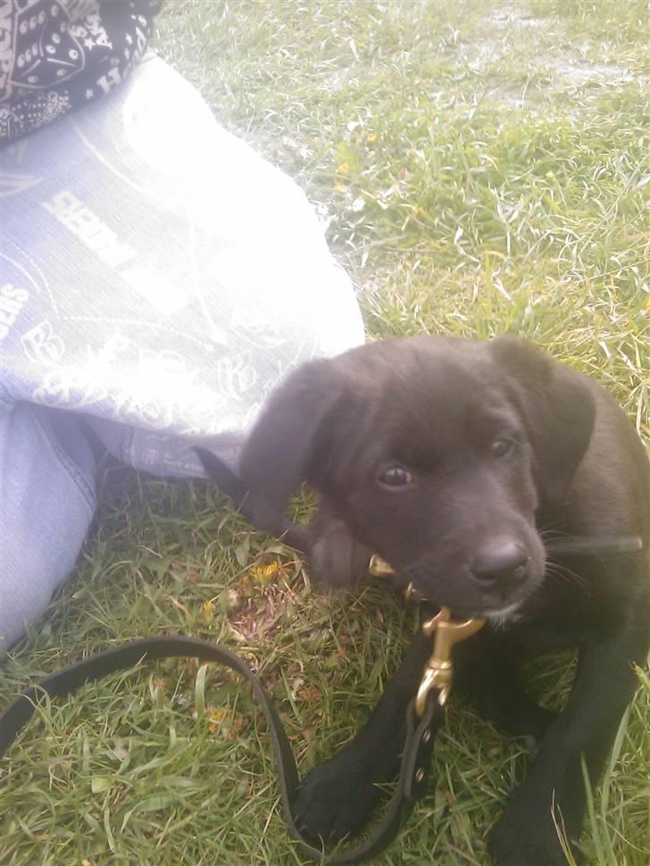 Blanding af racer Ozzy - 8 uger gammel billede 5