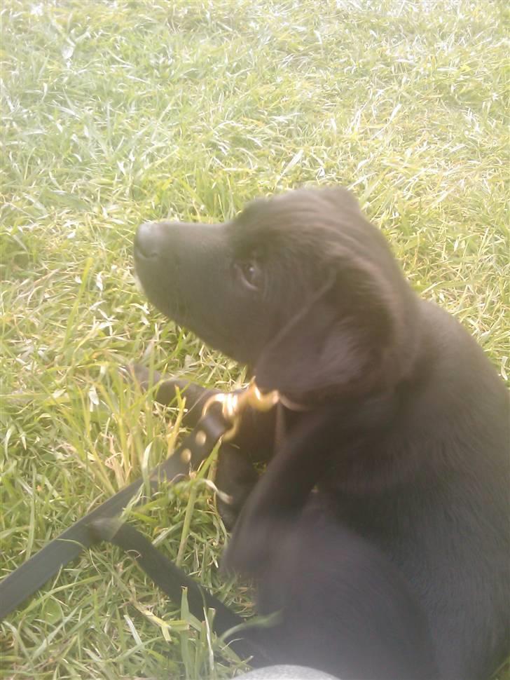 Blanding af racer Ozzy - 8 uger gammel billede 6