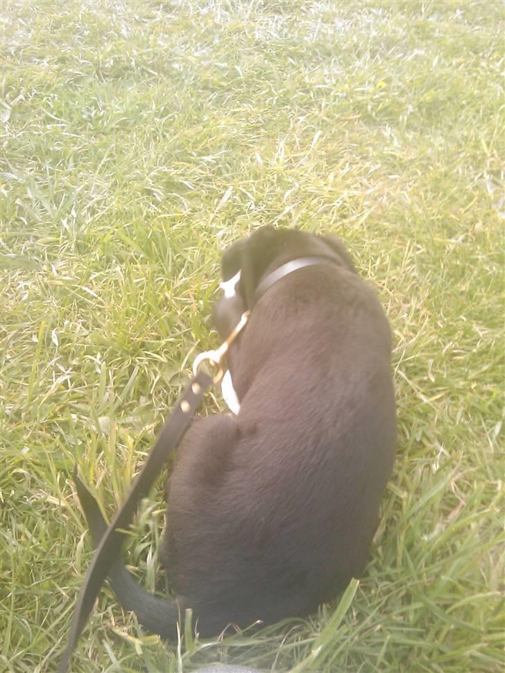 Blanding af racer Ozzy - 8 uger gammel billede 7