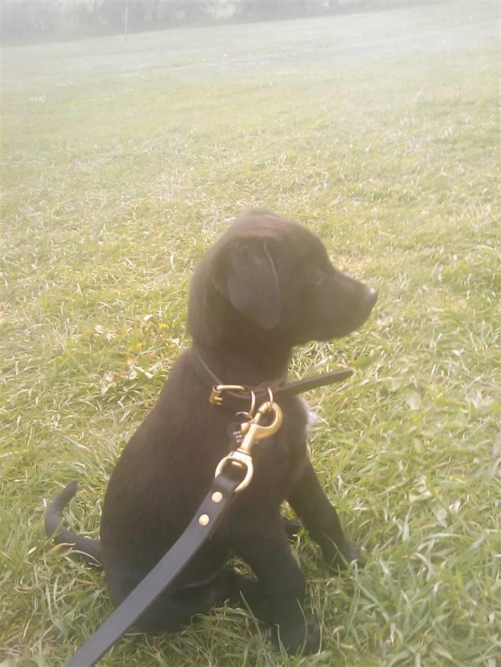 Blanding af racer Ozzy - 8 uger gammel billede 8