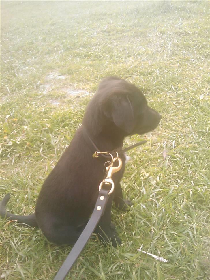 Blanding af racer Ozzy - 8 uger gammel billede 9