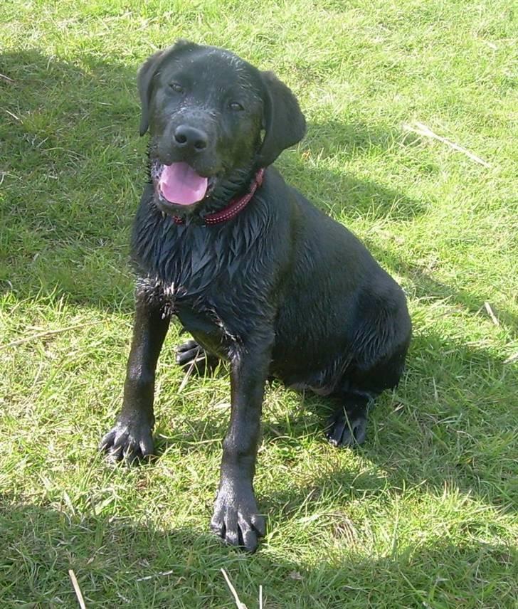 Labrador retriever Bella - En lidt våd Bella, efter en svømmetur billede 10