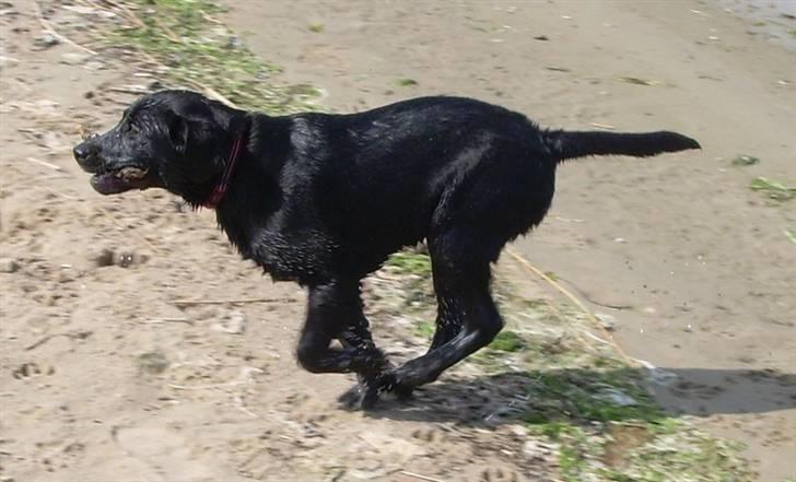 Labrador retriever Bella billede 11