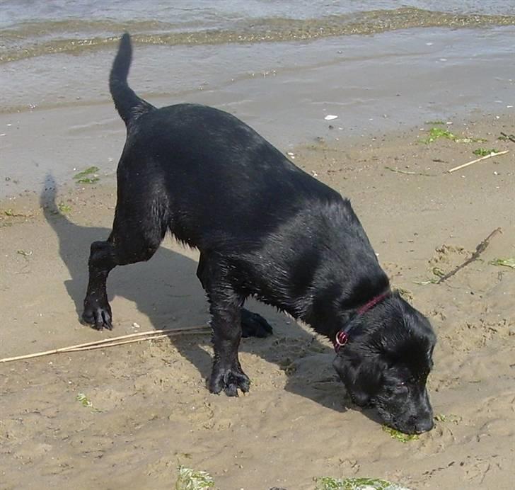 Labrador retriever Bella billede 12