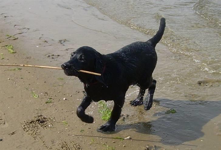 Labrador retriever Bella billede 13