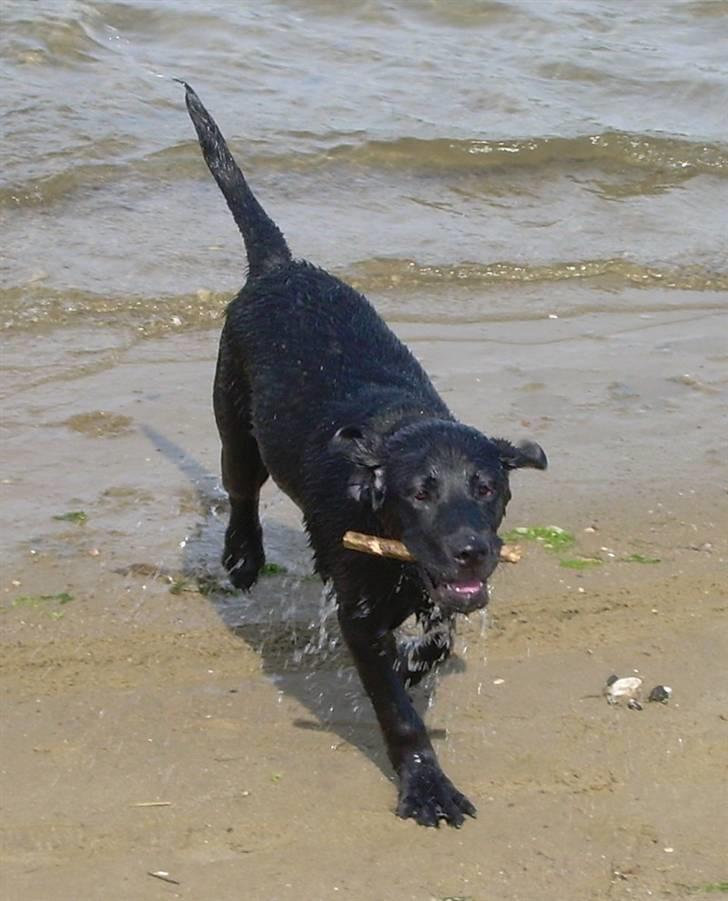 Labrador retriever Bella billede 14