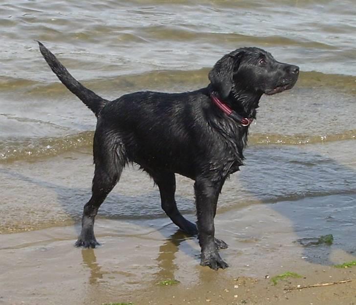 Labrador retriever Bella billede 15