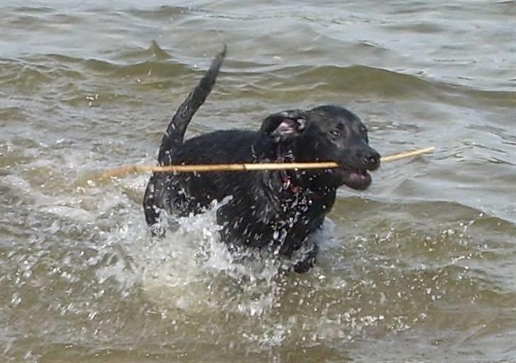 Labrador retriever Bella billede 16