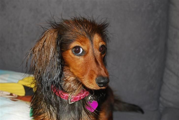 Dværggravhund Bellla billede 20