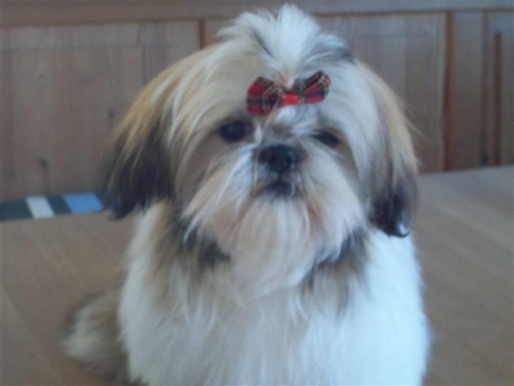 Shih tzu Nellie - Er jeg ikke bare nuttet? billede 14