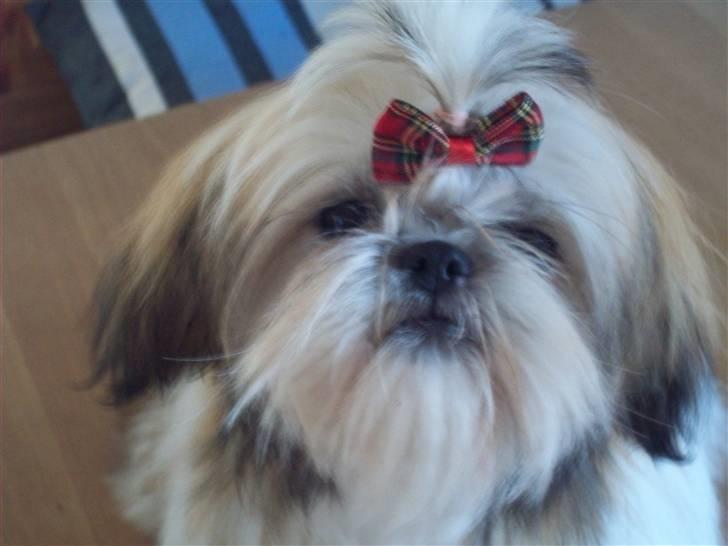 Shih tzu Nellie - Jeg er frisk på en stor vandpyt :-) billede 15