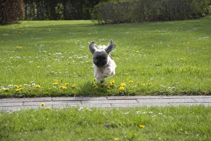 Shih tzu Emma billede 1