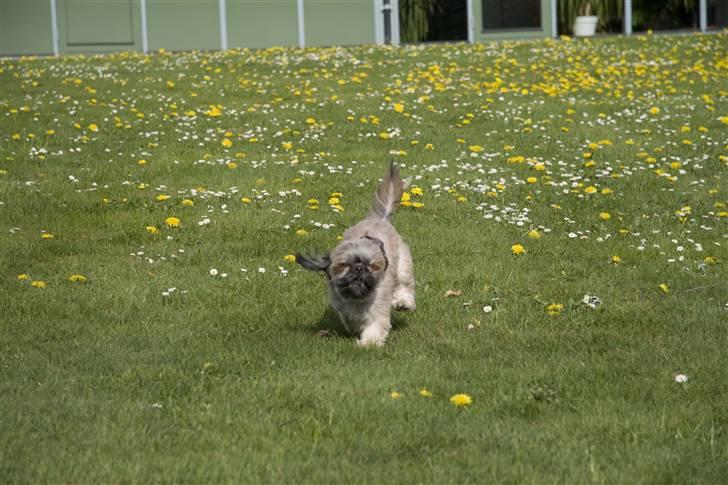 Shih tzu Emma billede 2