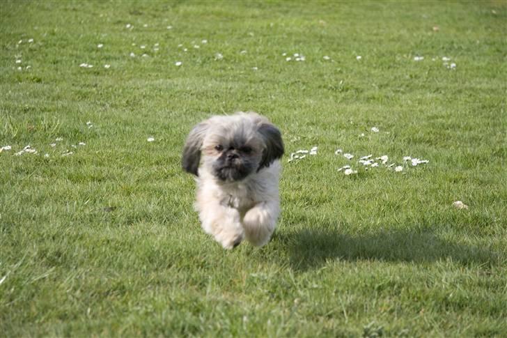 Shih tzu Emma billede 3