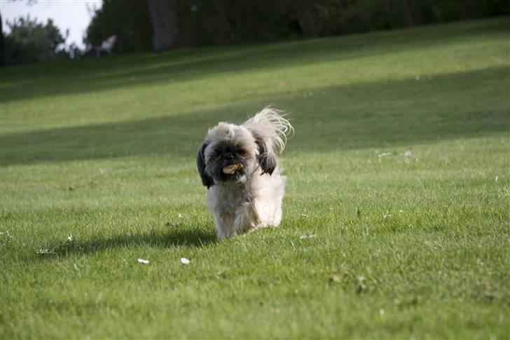 Shih tzu Emma billede 4