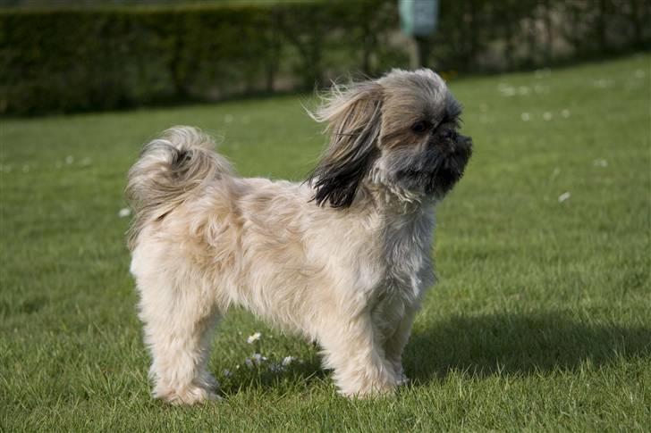 Shih tzu Emma billede 5