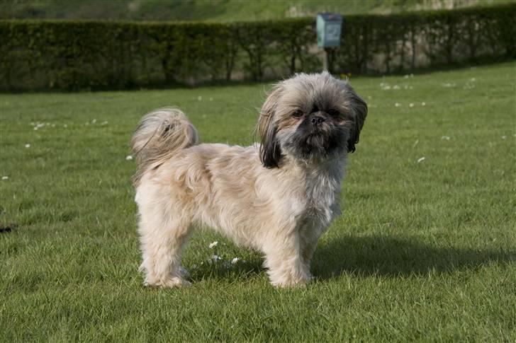 Shih tzu Emma billede 6