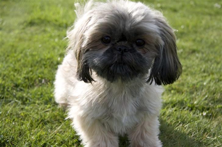 Shih tzu Emma billede 7