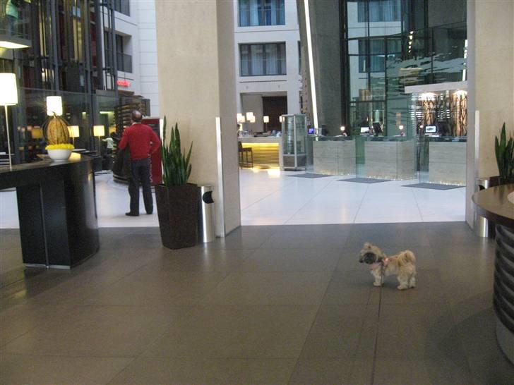 Shih tzu Emma billede 8