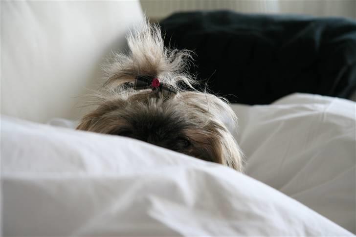 Shih tzu Emma billede 9