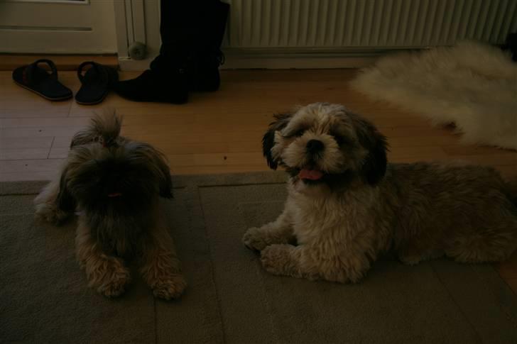 Shih tzu Emma billede 10