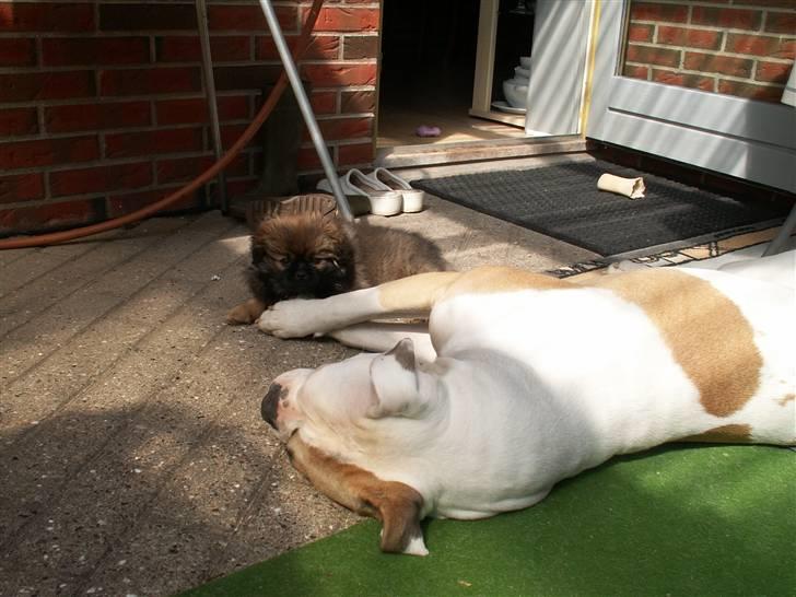 Blanding af racer Jackline R.I.P D.19/7-13 billede 29