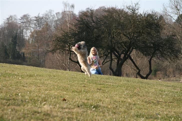 Shih tzu Emma billede 11