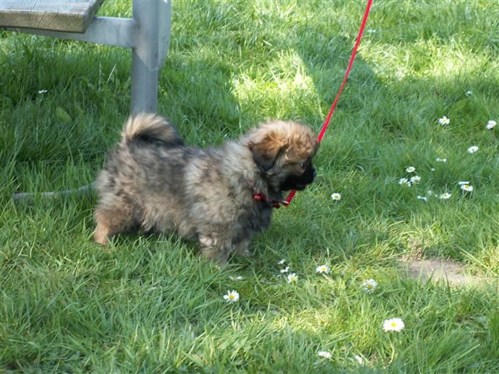 Blanding af racer Jackline R.I.P D.19/7-13 billede 31