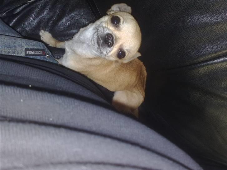 Chihuahua Rockey - Tittebøøøh <3 billede 15